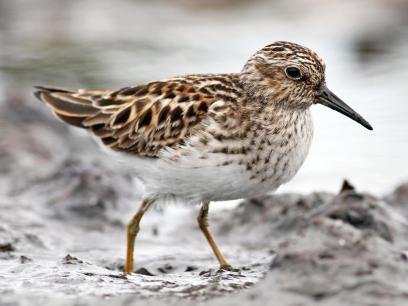 Adult Least Sandpiper | Image obtained from Cornell Lab of Ornithology
