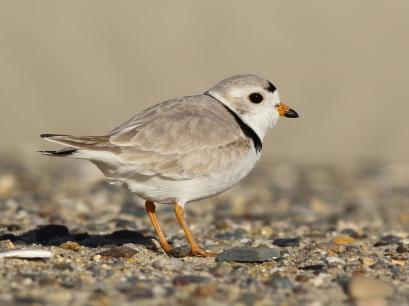 Adult Piping Plover | Image obtained from Cornell Lab of Ornithology