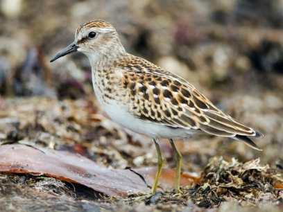 Juvenile Least Sandpiper | Image obtained from Cornell Lab of Ornithology